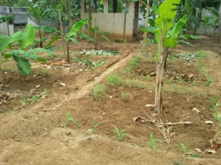 Pictures of the home gardening activities introduced during the lock down period