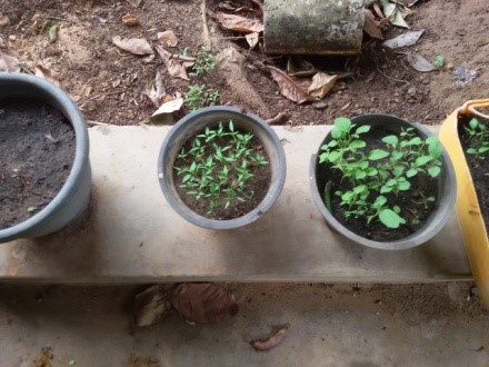 Pictures of the home gardening activities introduced during the lock down period